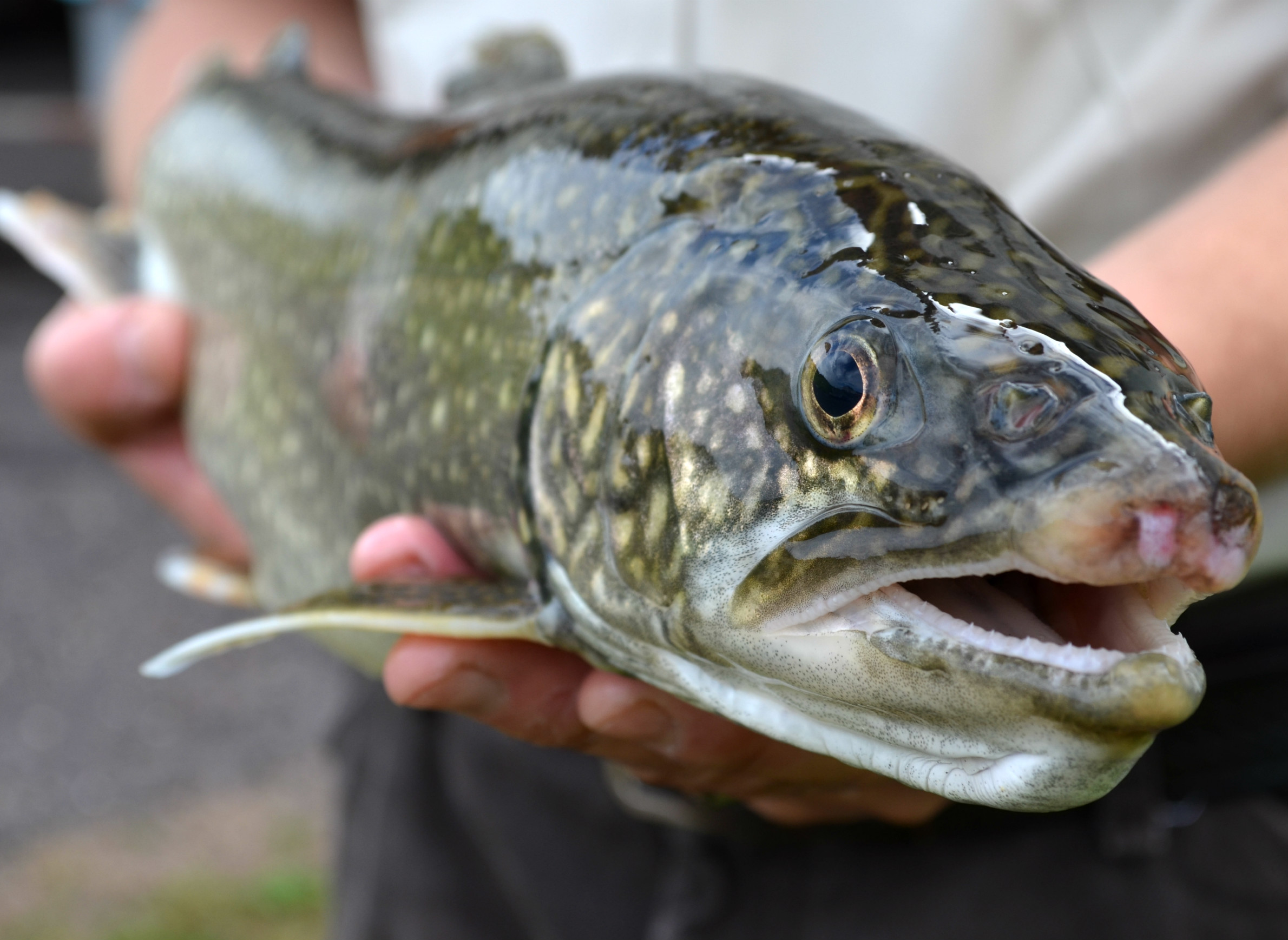 Lake Trout Could Eat Their Way Back To Prominence In Great Lakes