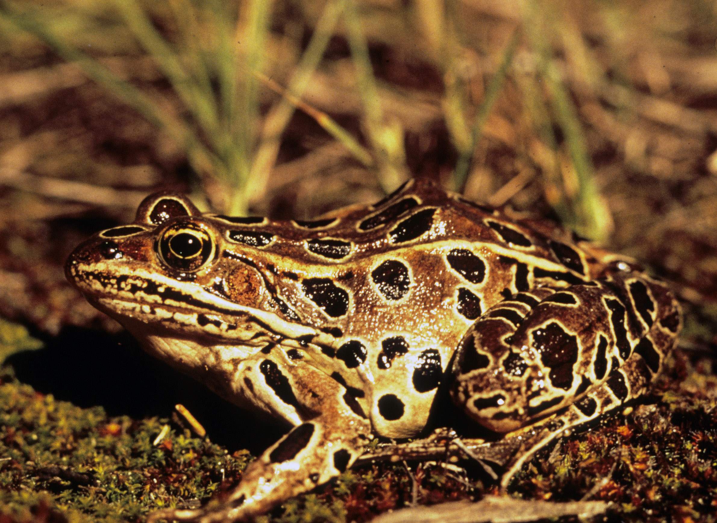 Croaks, Ribbits And Chirps: Counting Wisconsin's Frogs And Toads