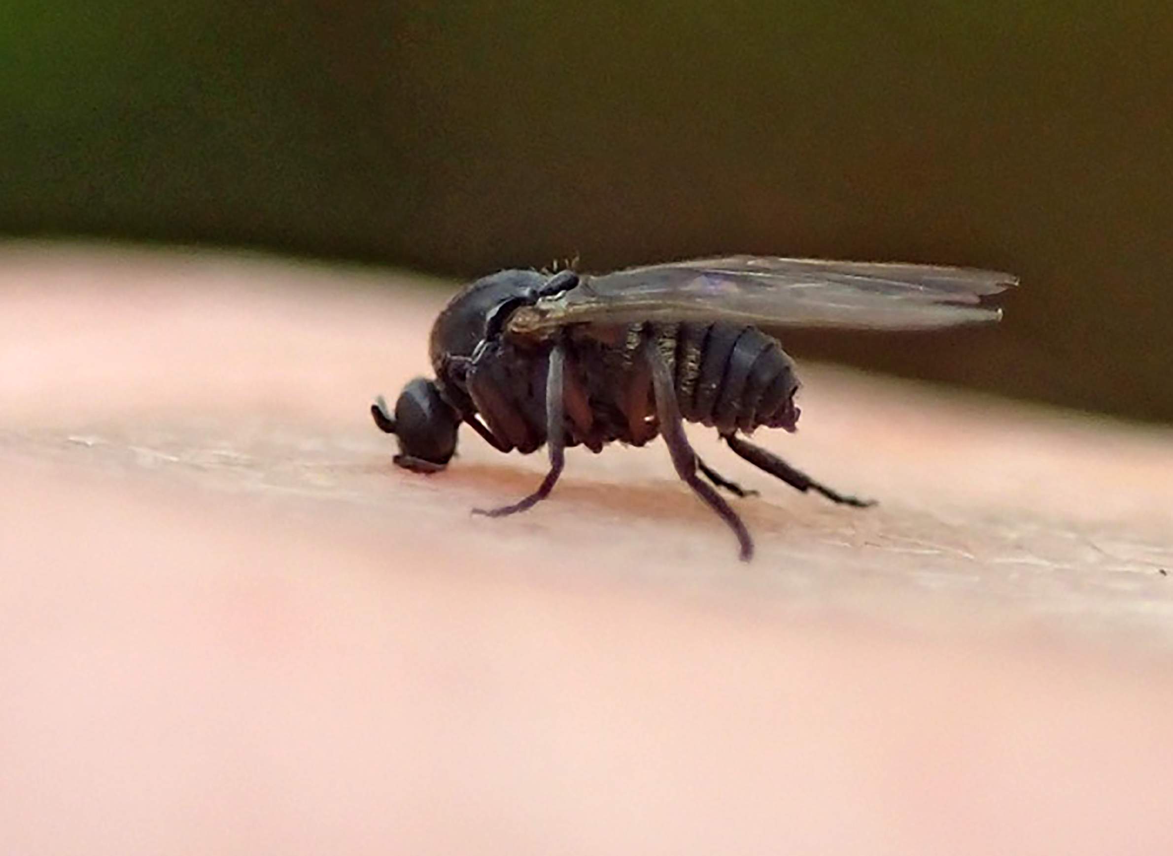 black fly bite face