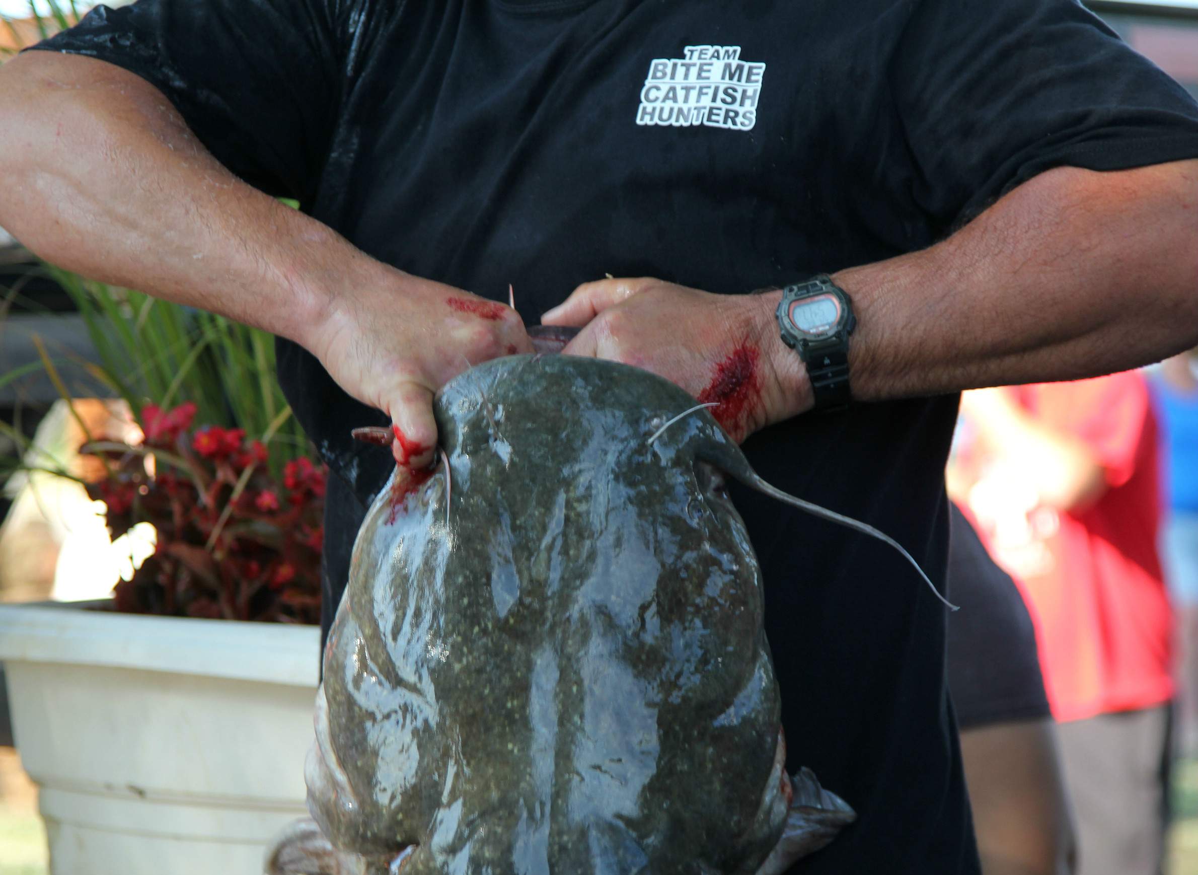 catching catfish pipe trap by