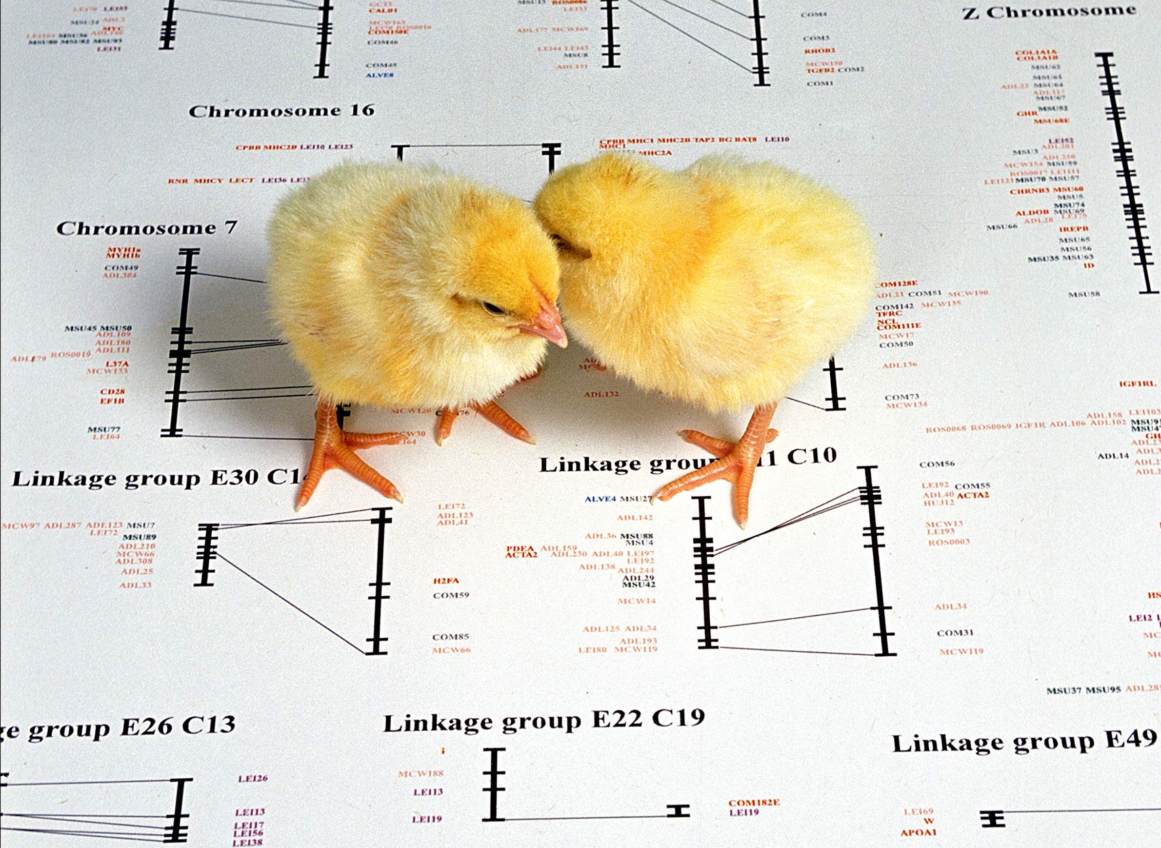 Chicks on chicken genome diagram
