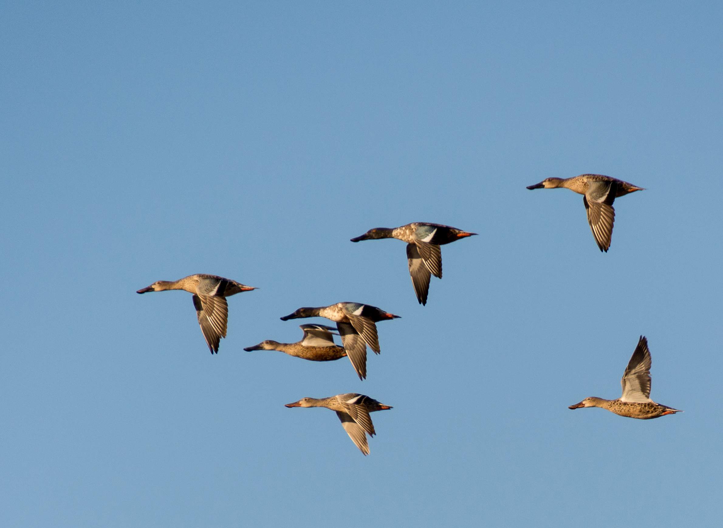 Flock of ducks