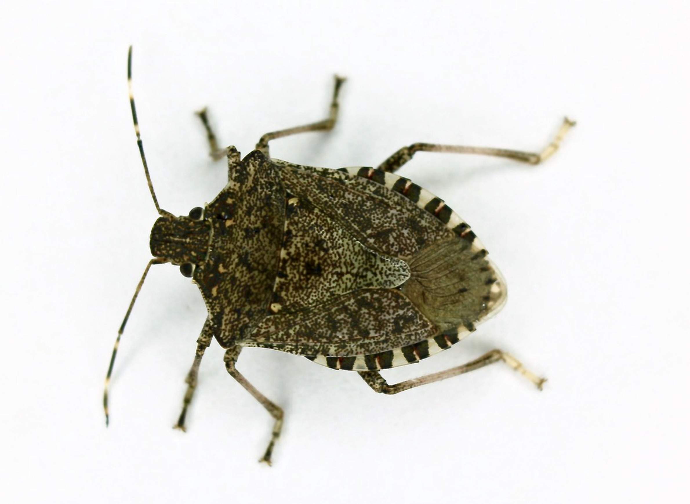 Brown marmorated stink bug