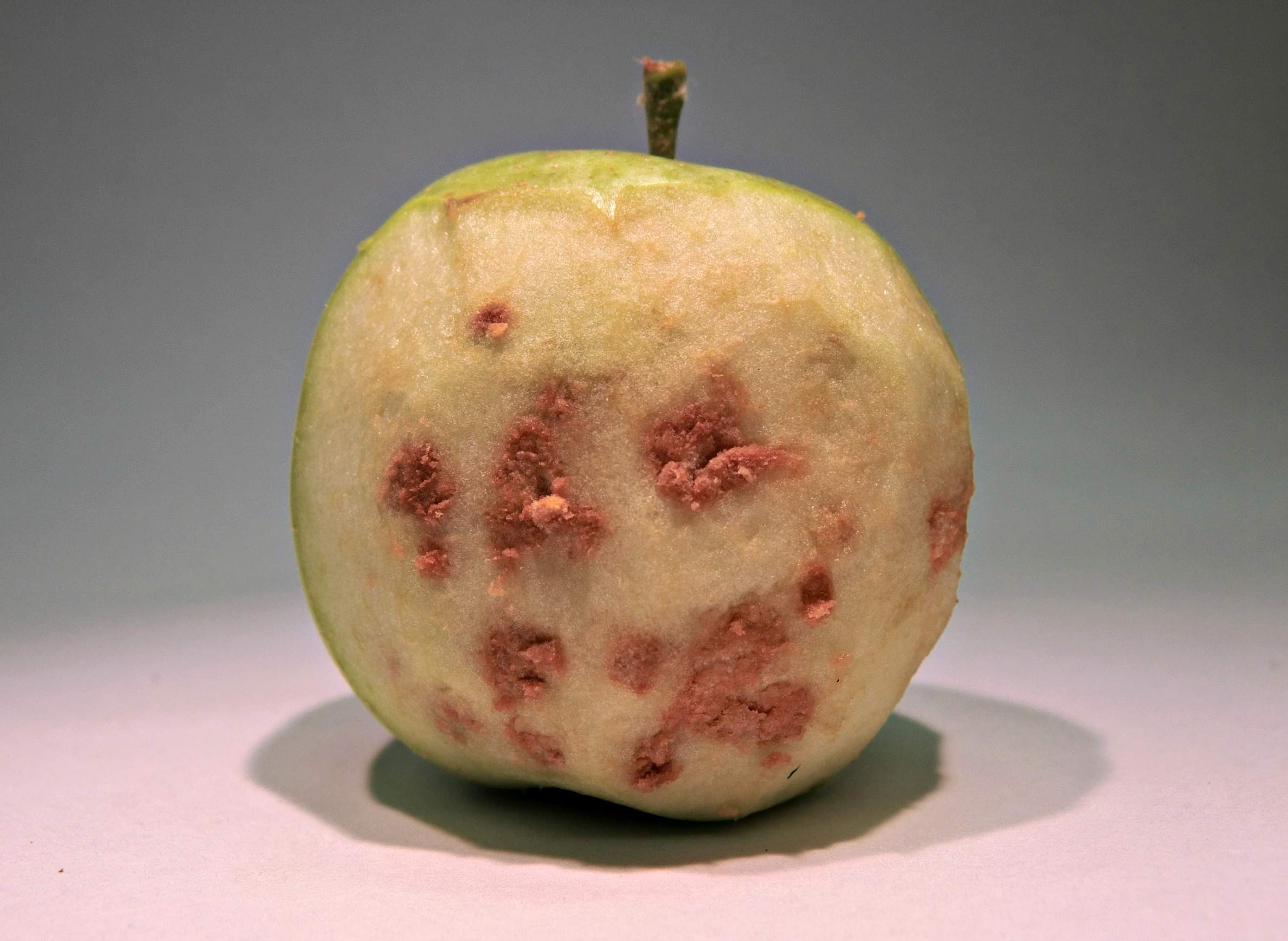 Apple showing brown marmorated stink bug damage