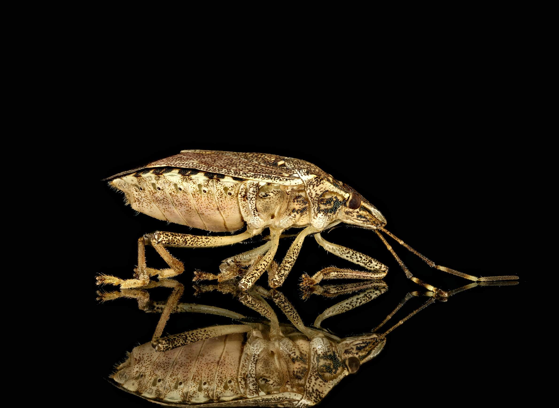 Brown marmorated stink bug