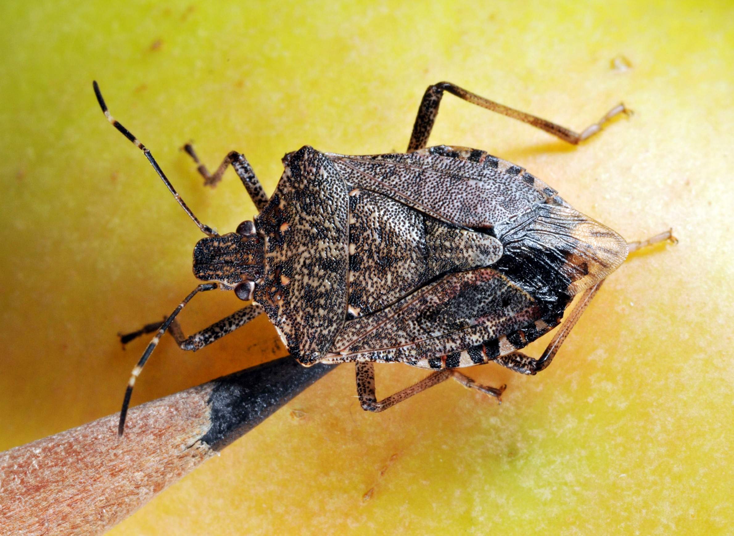 Brown marmorated stink bug on an apple