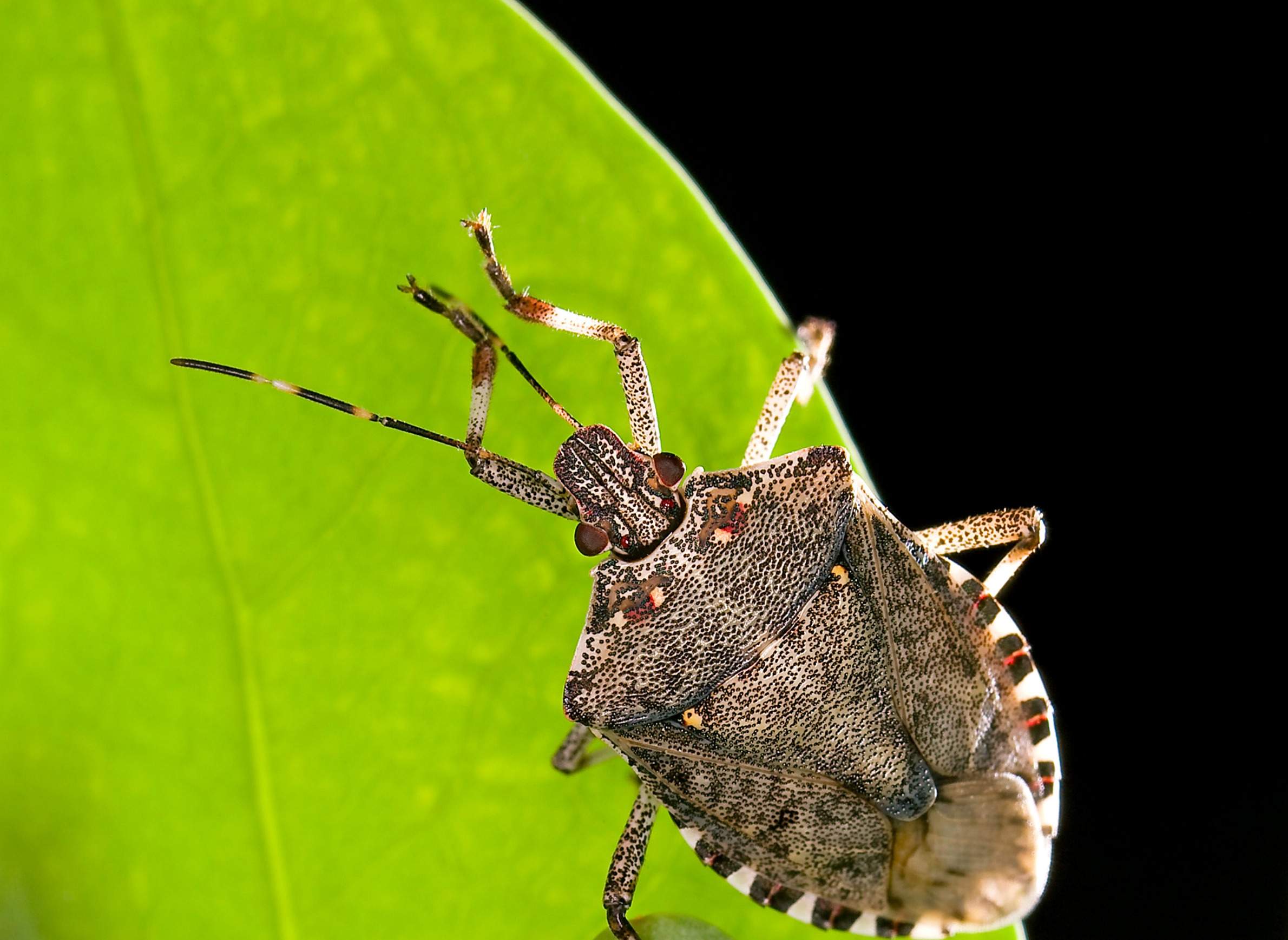 Brown Marmorated Stink Bug Challenges Pest-Control Strategies