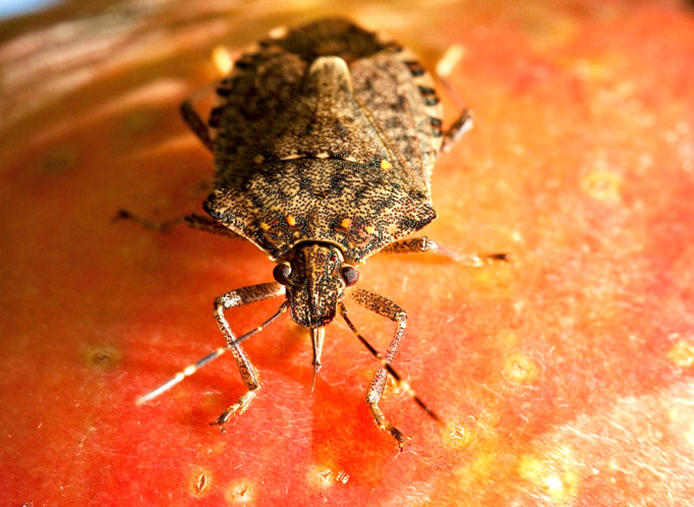 Brown marmorated stink bug on an apple