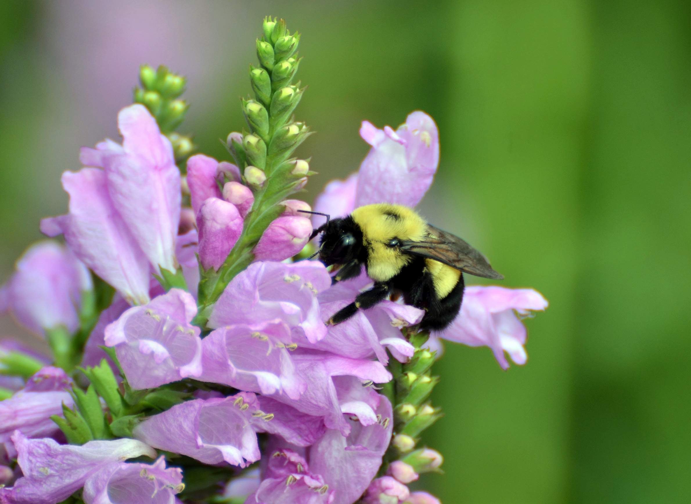 What species of bumble bee is this? Size made me think it might be