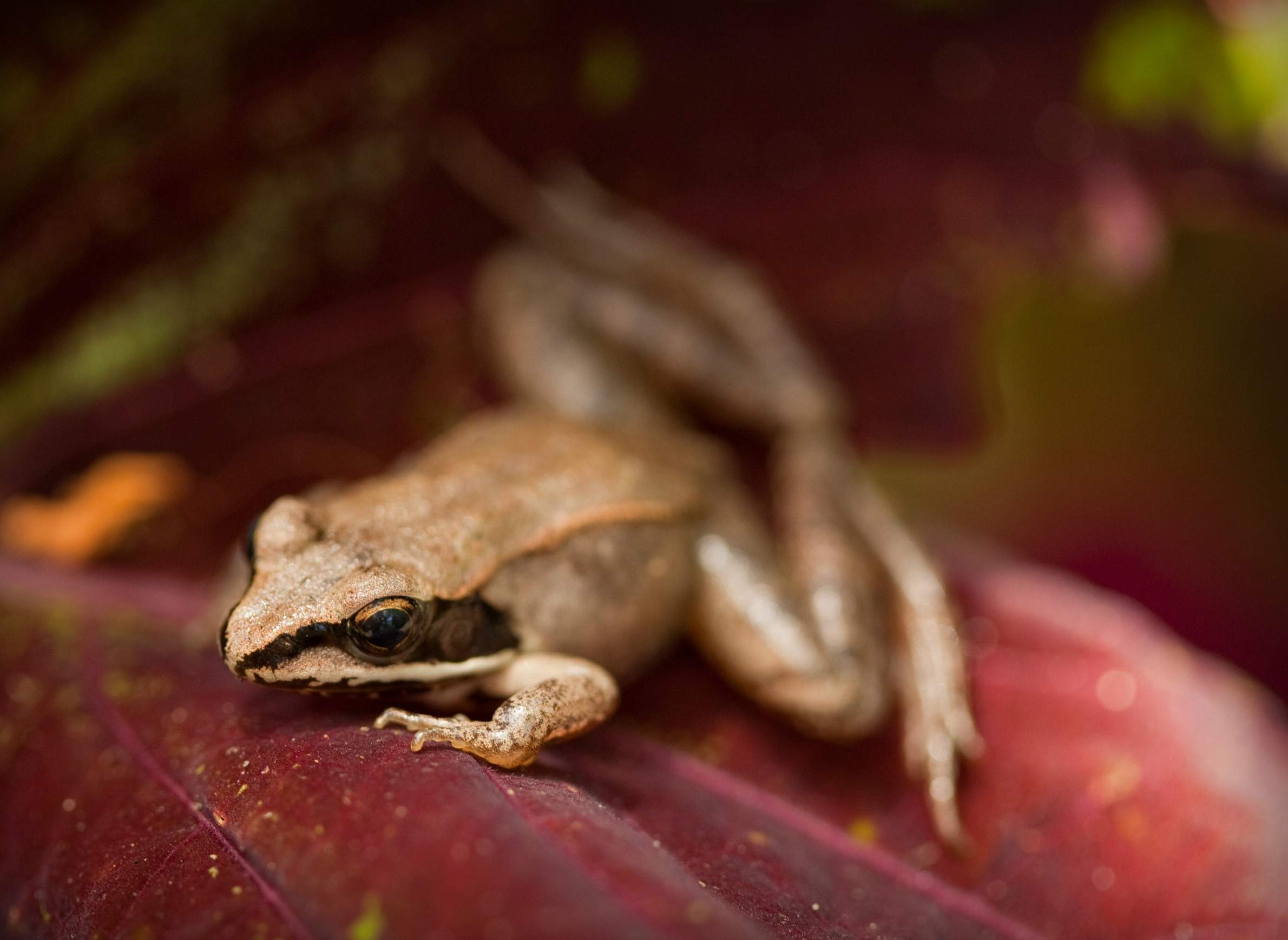 Wood frog