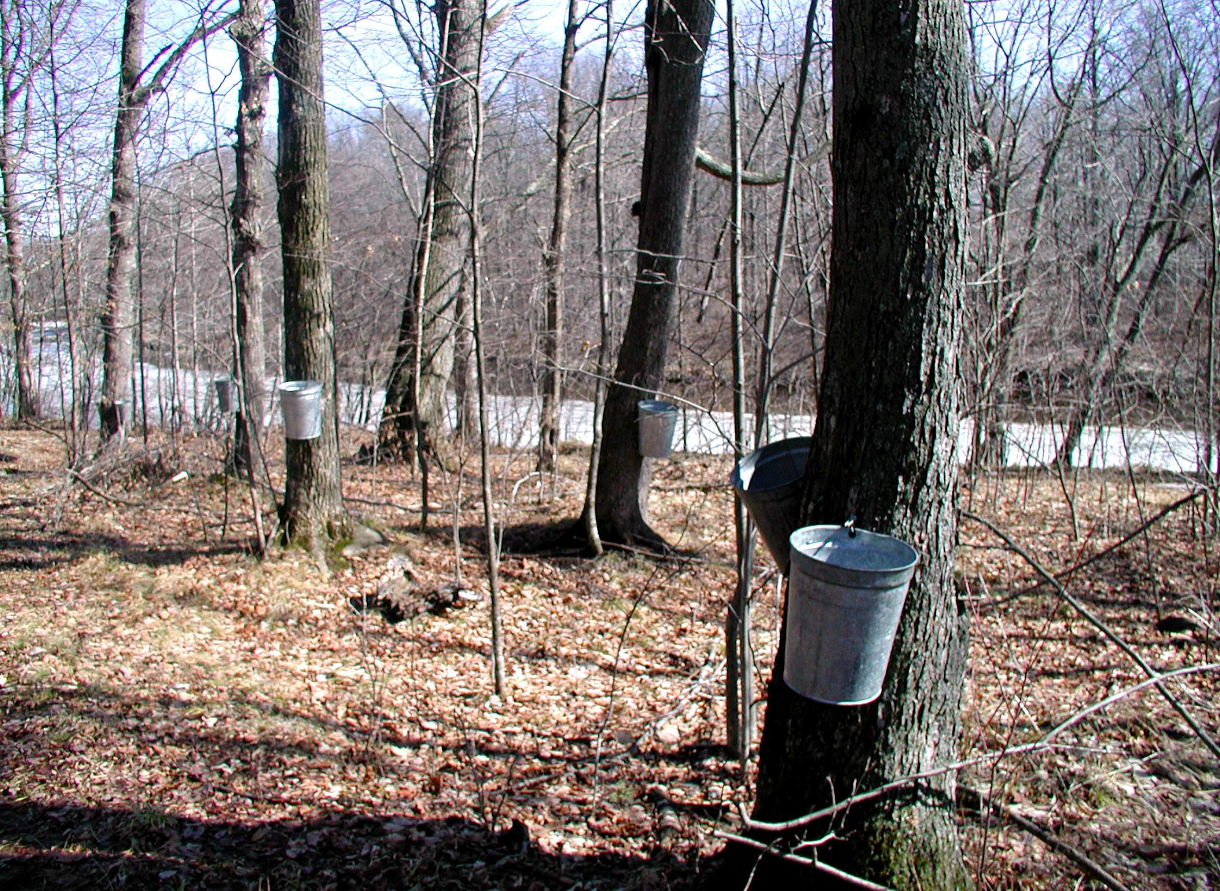 Maple syrup harvest in Wisconsin