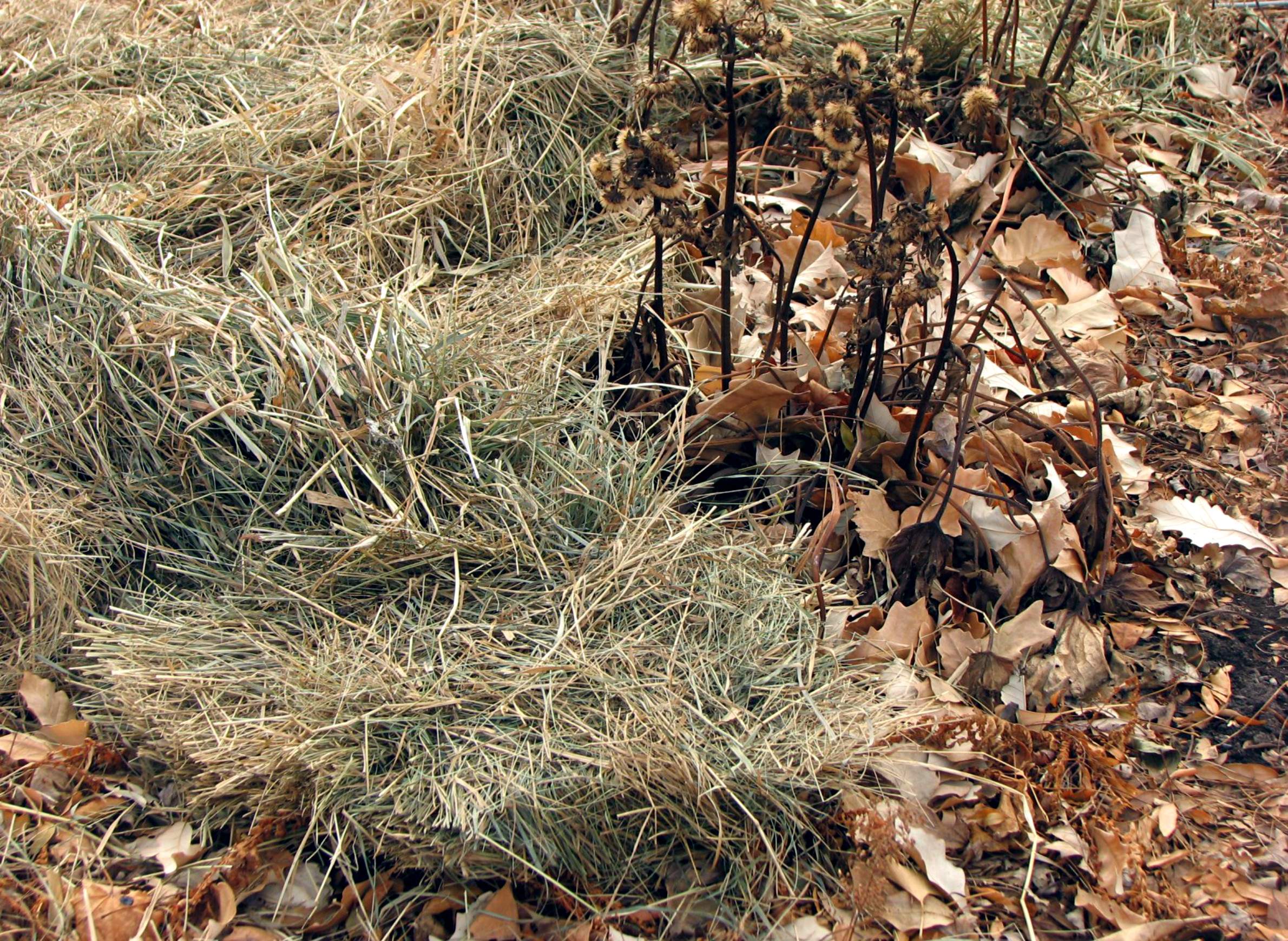 Mulching Strawberry Plants with Straw for Winter