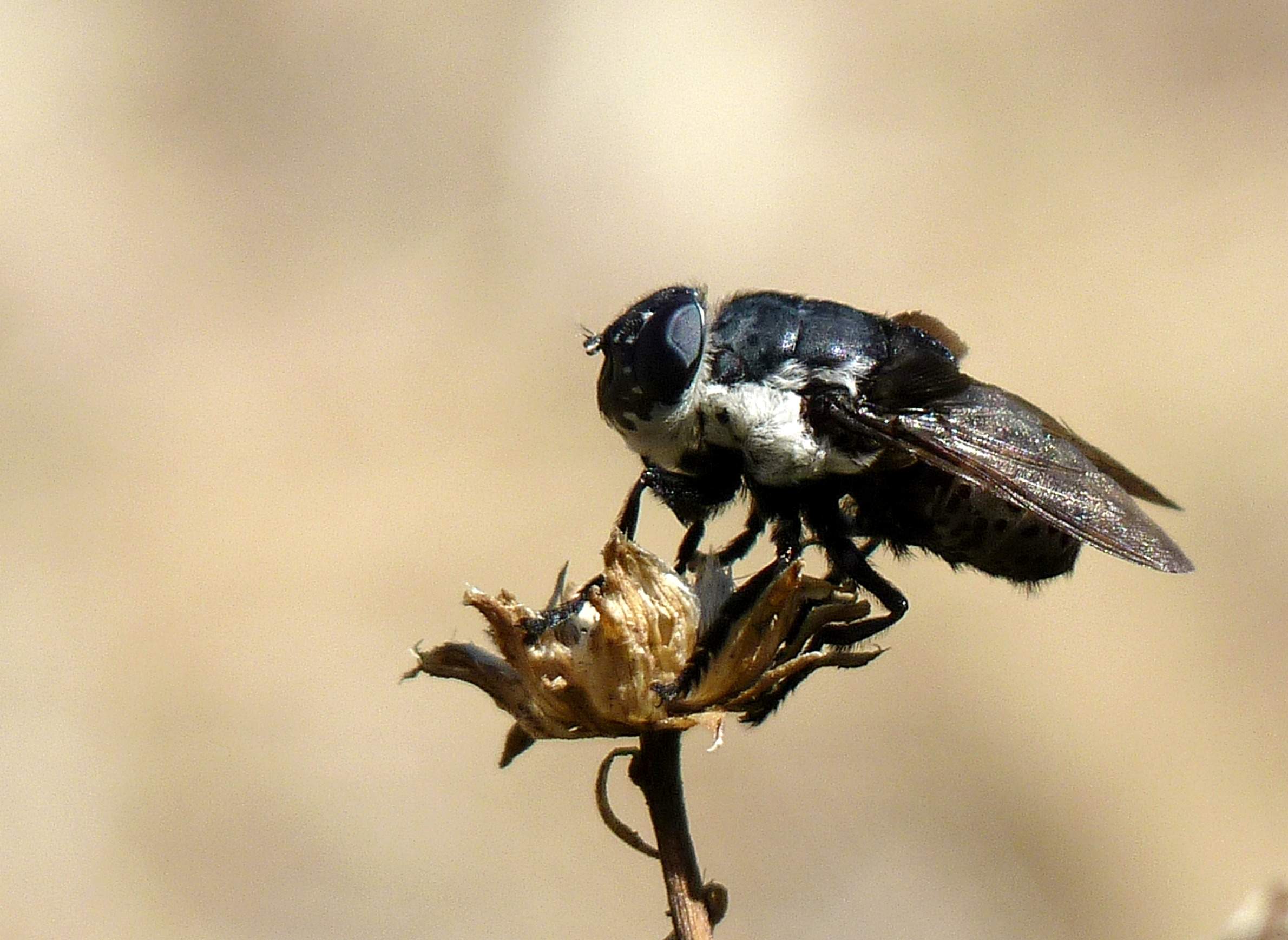 Two-Spotted Bumble Bee – Bumble Bees of Wisconsin – UW–Madison