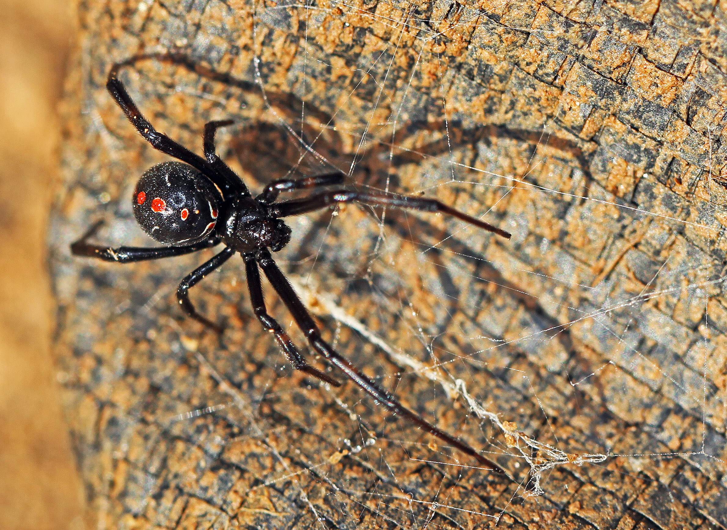 black widow spider habitat map