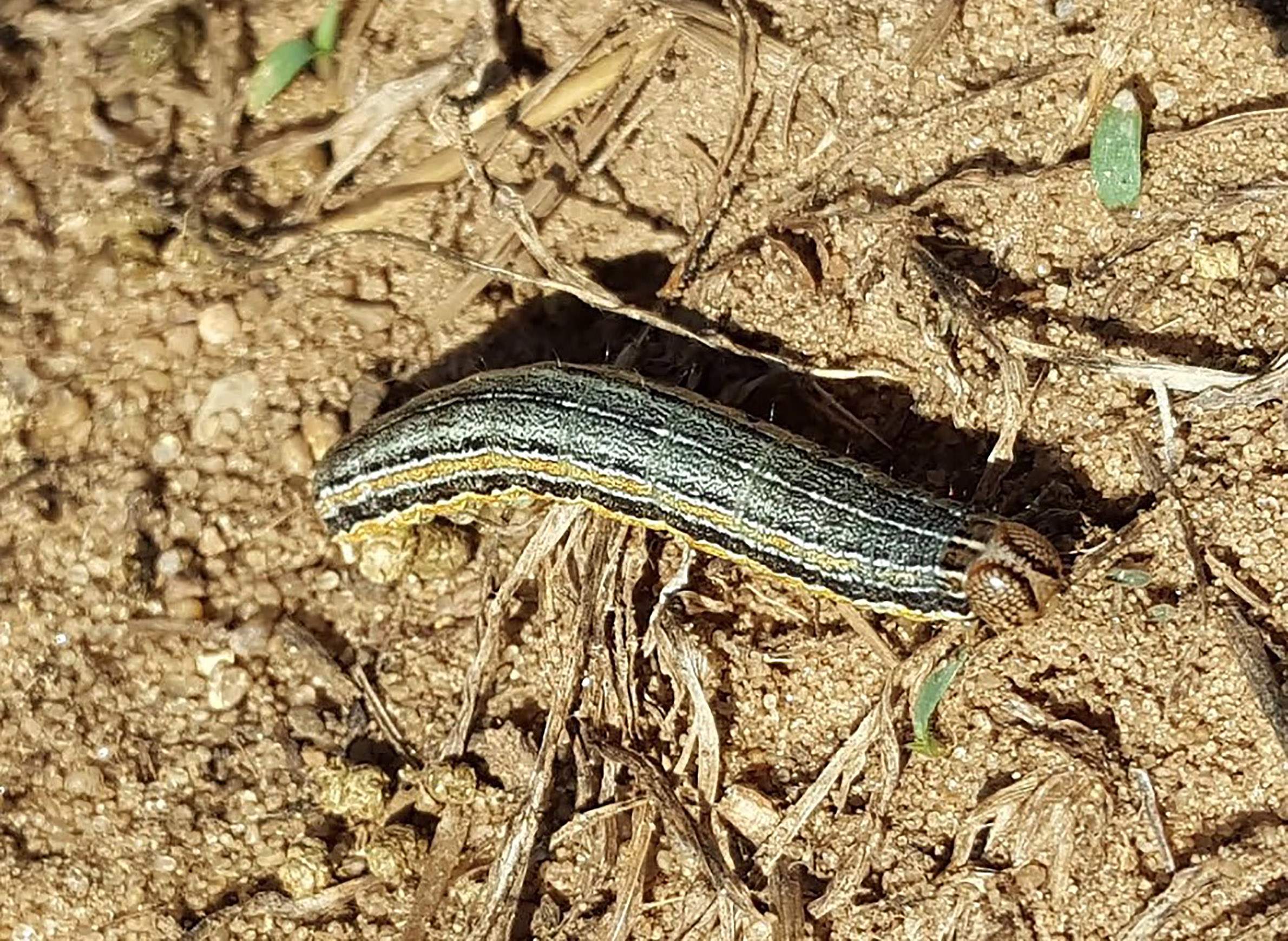 Wisconsin's Top 10 Insect Trends Of 2018