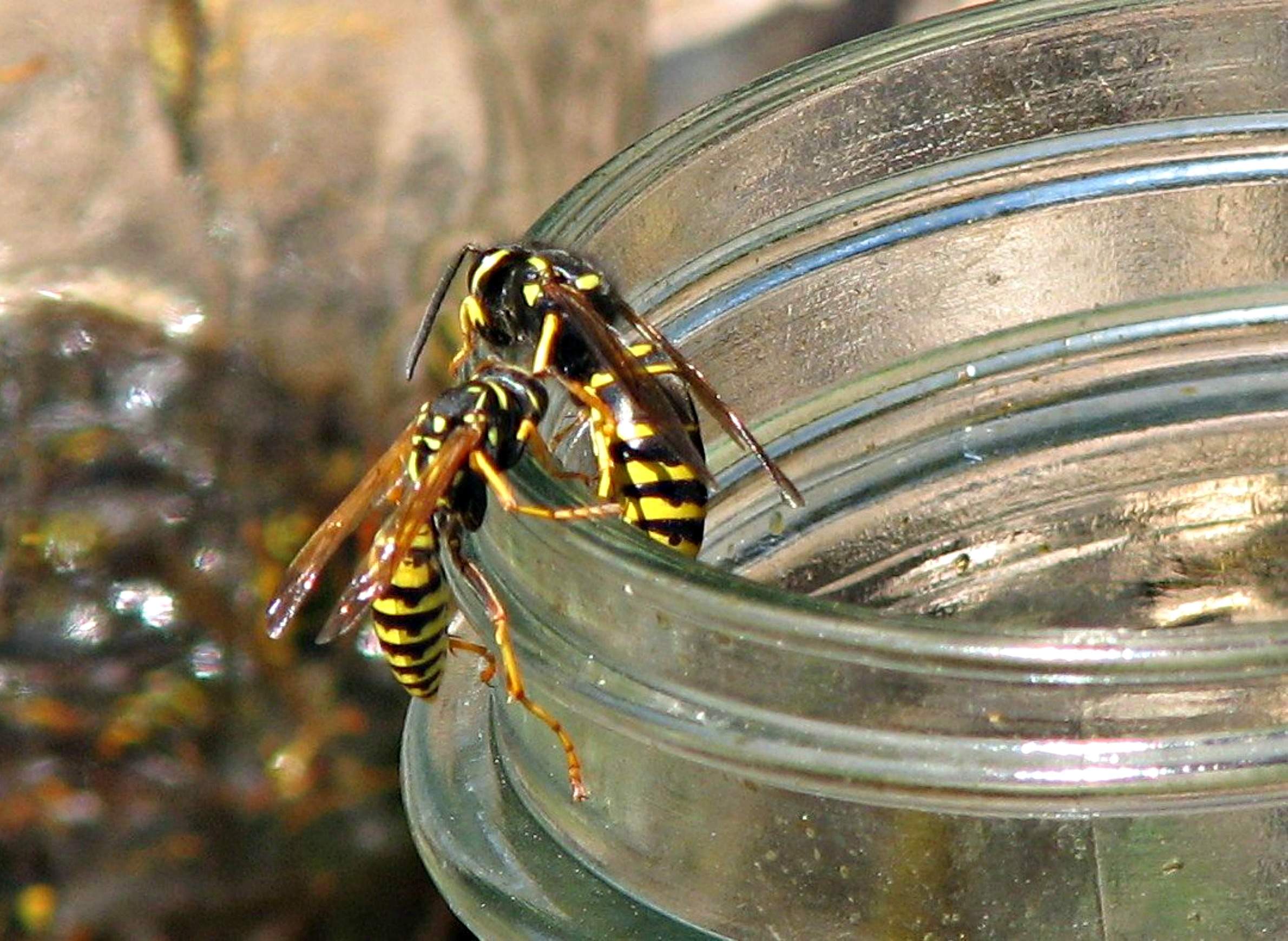 jar over yellow jacket nest