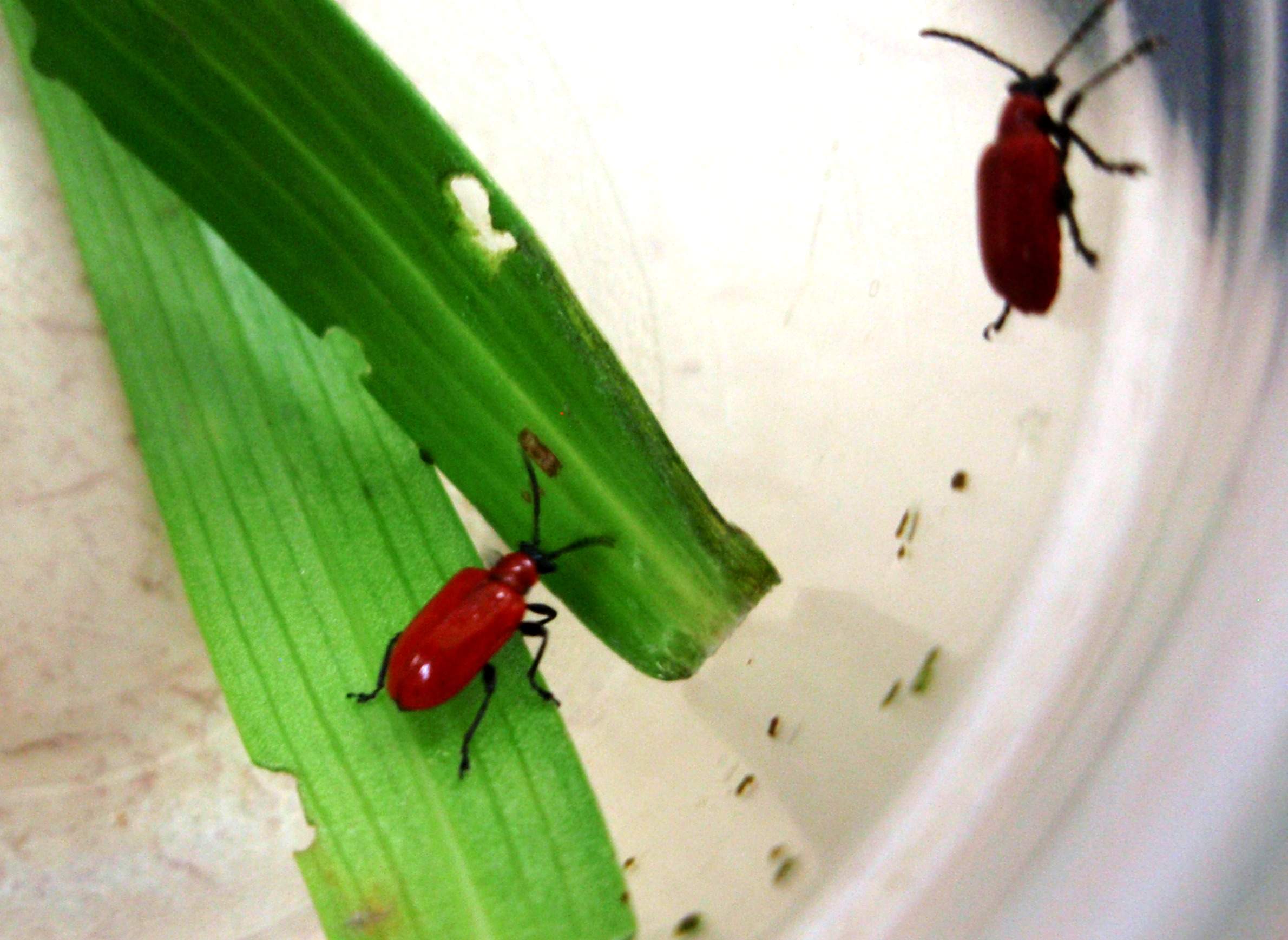 Adult lily leaf beetles