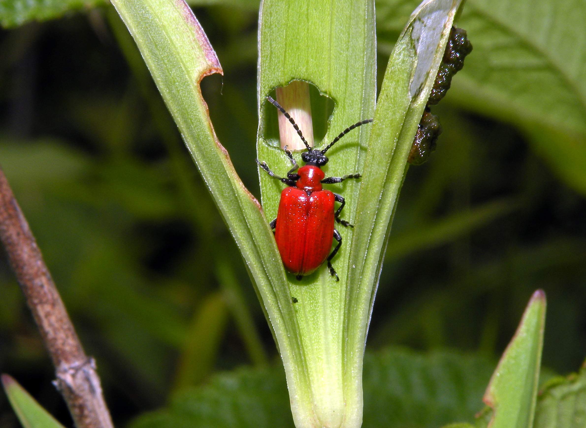 What Animal Or Bug Eats Lillies 