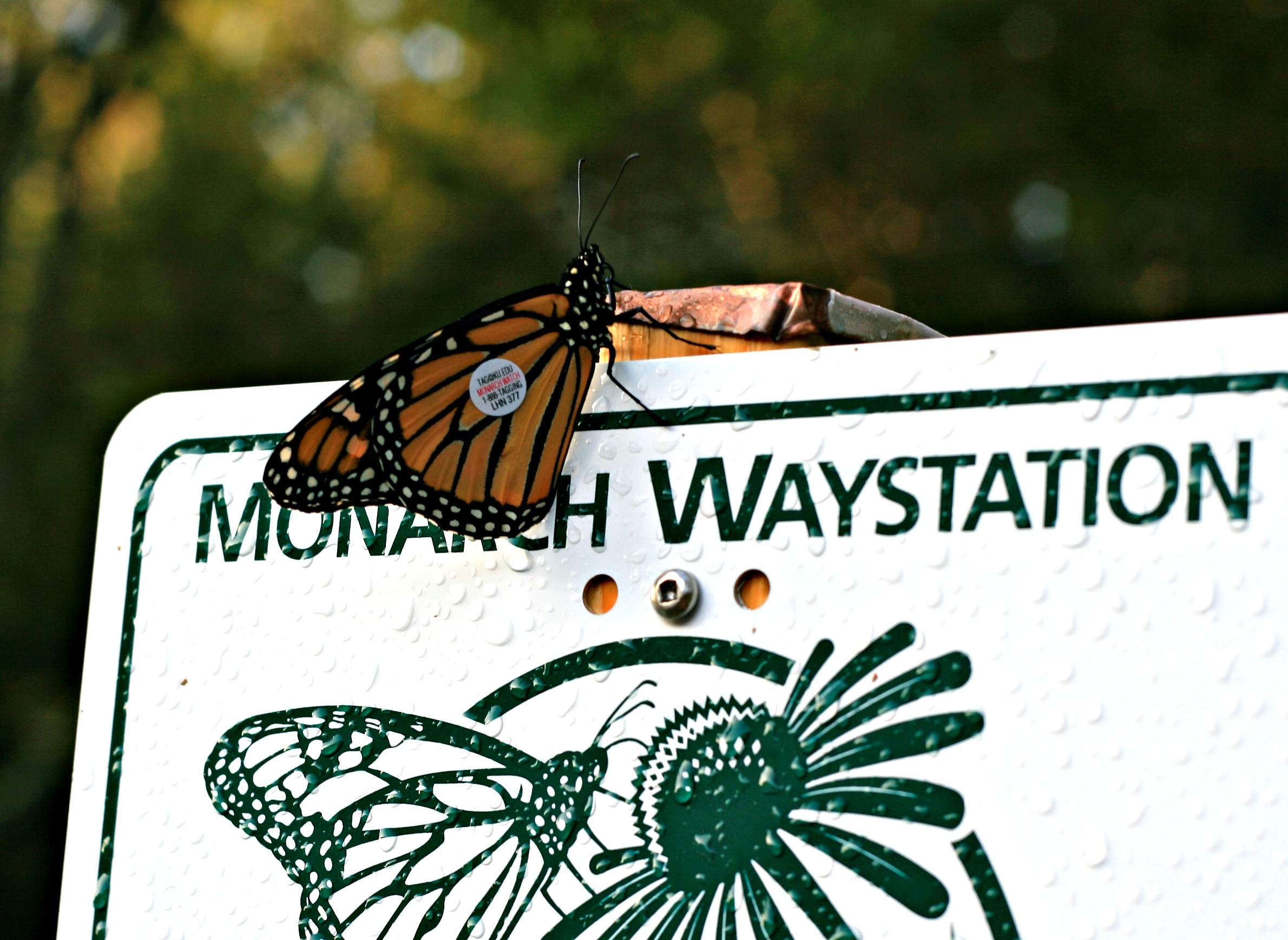 Experts Seek Help to Save Eastern Monarch Butterfly From