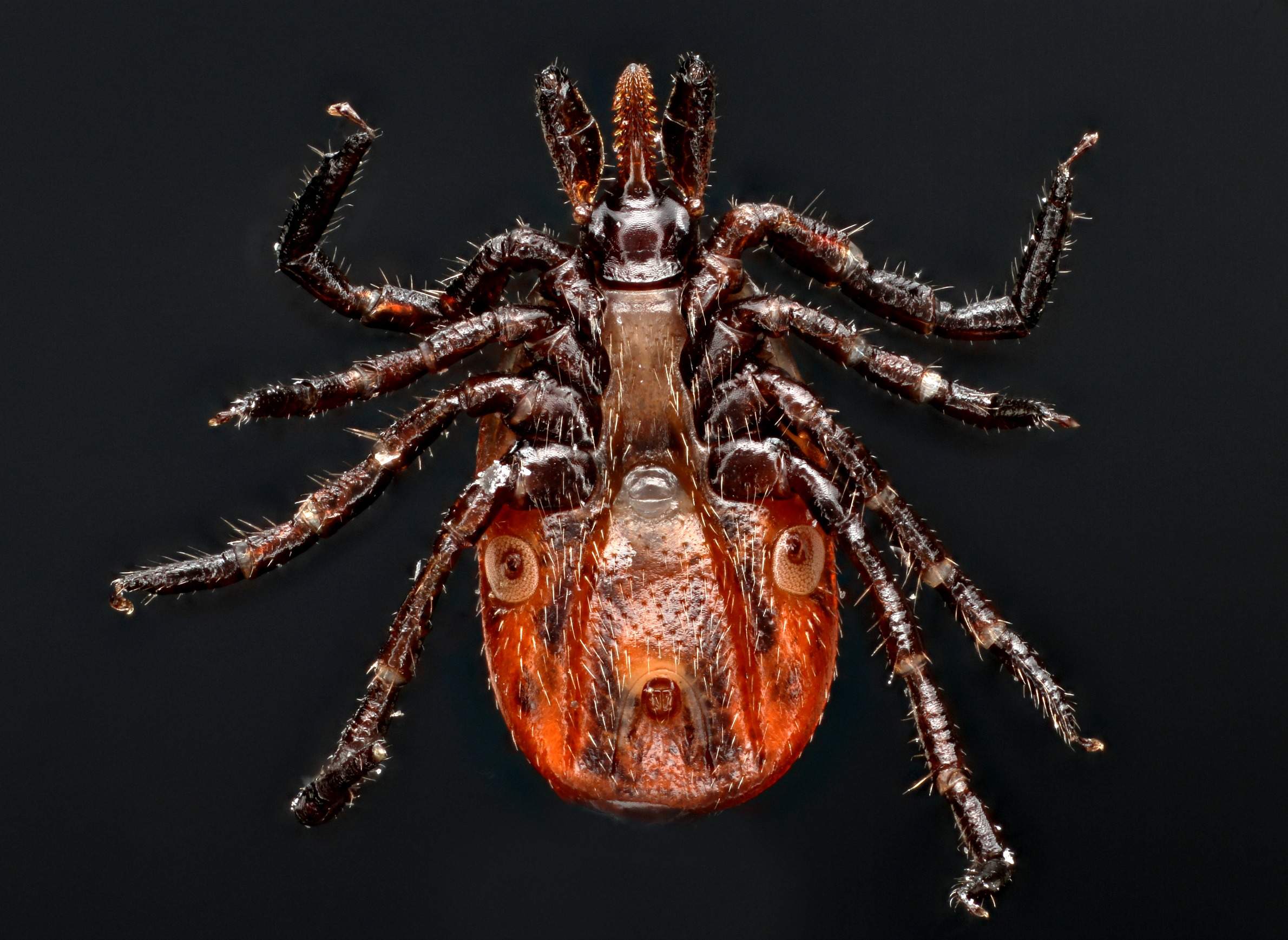 deer tick insect