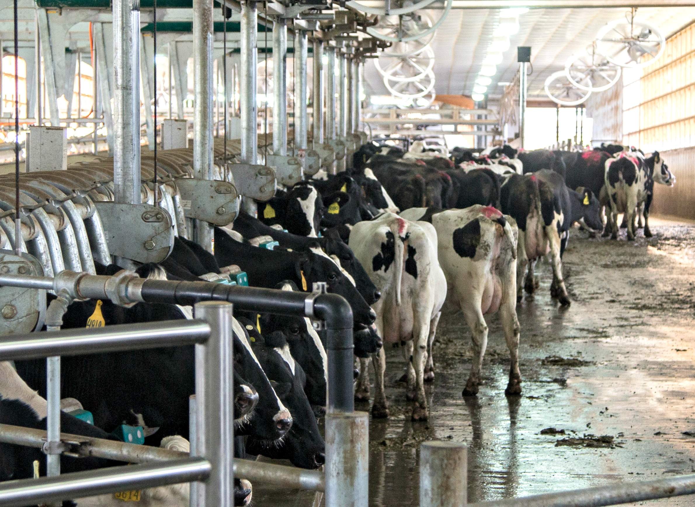 Series: CAFOs, Manure And Water | WisContext