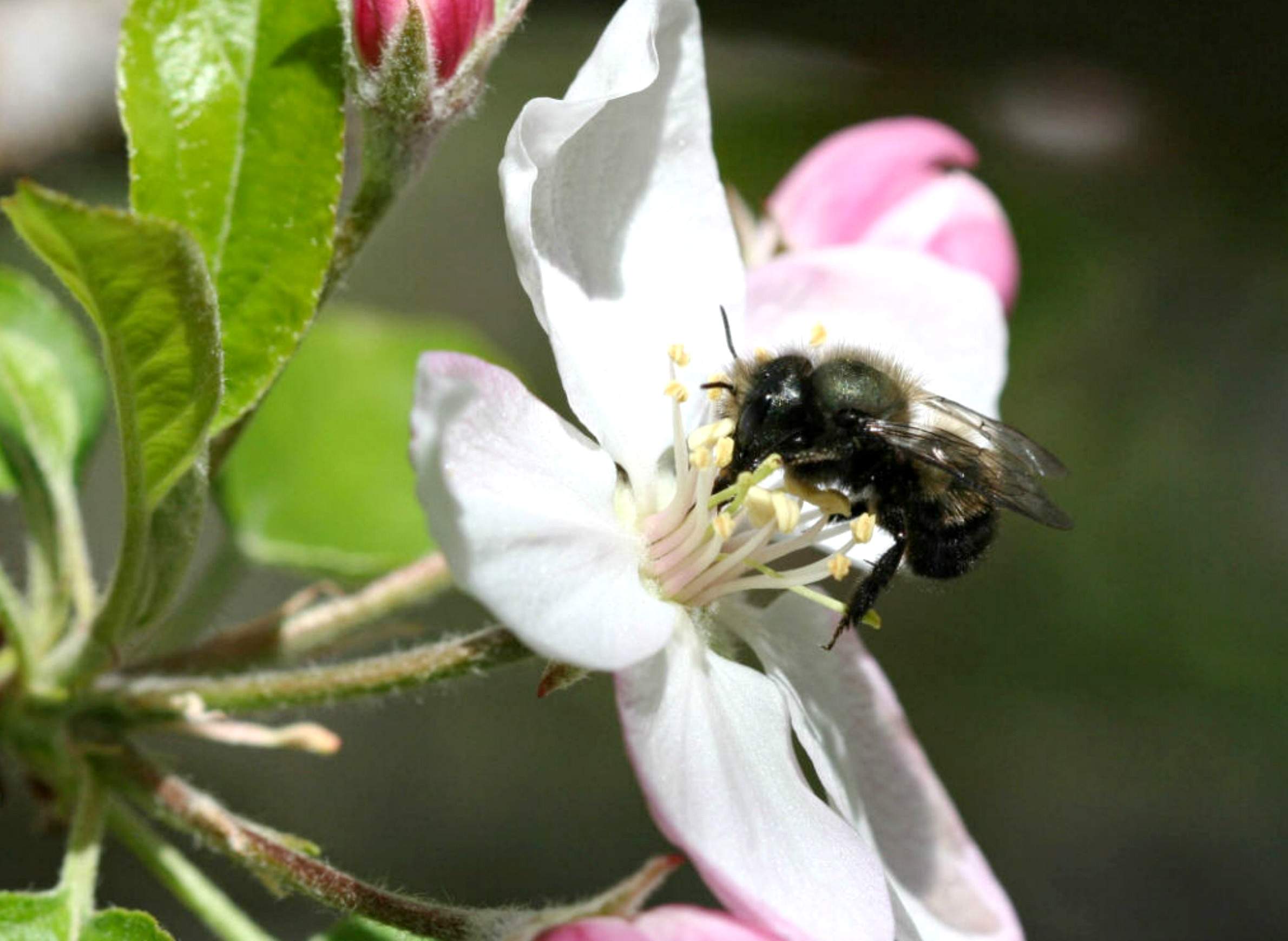 Bumblebees Bite Plants to Force Them to Flower (Seriously)