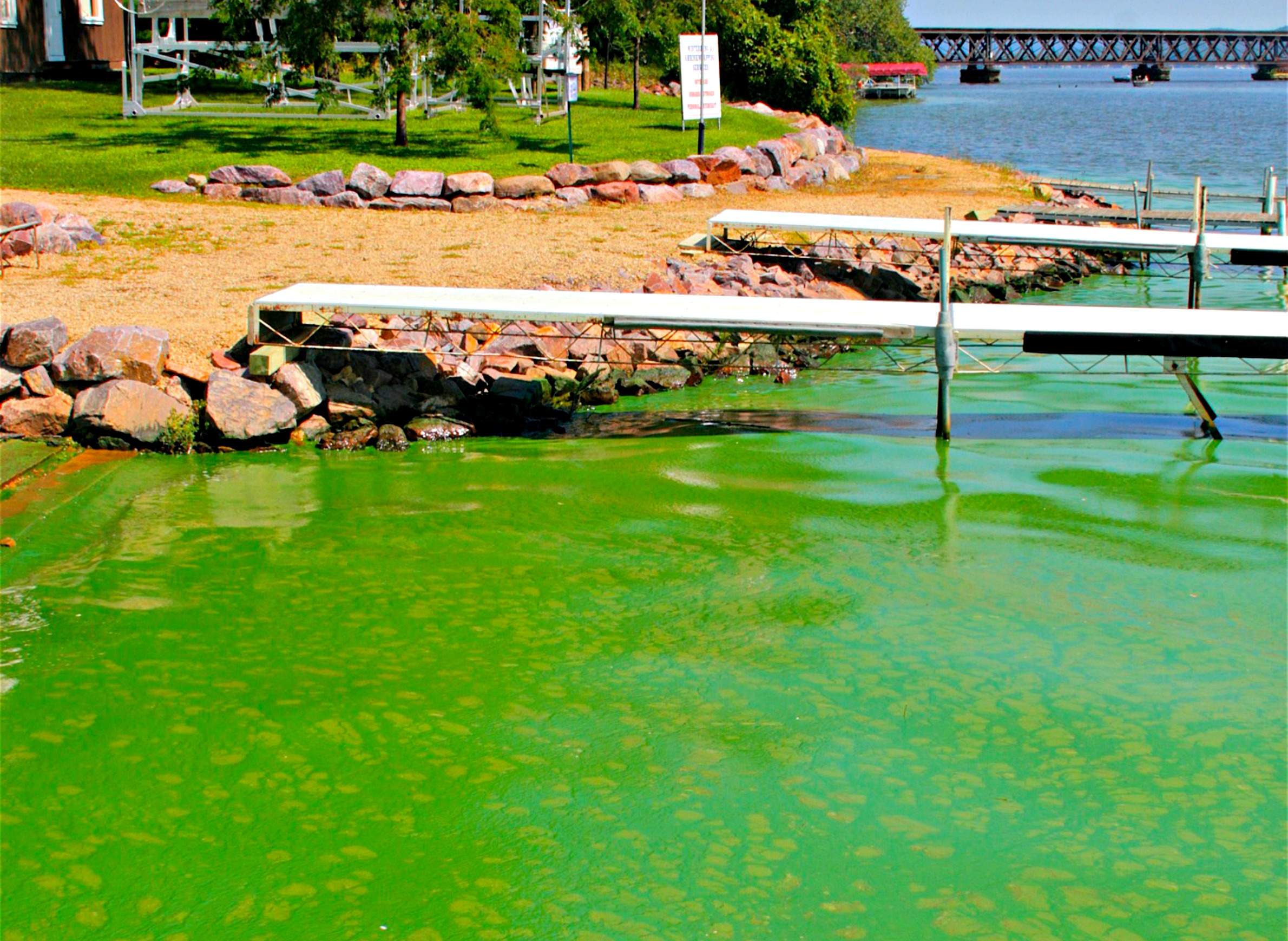 Cyanobacteria (Blue-Green Algae) - Clean Lakes Alliance