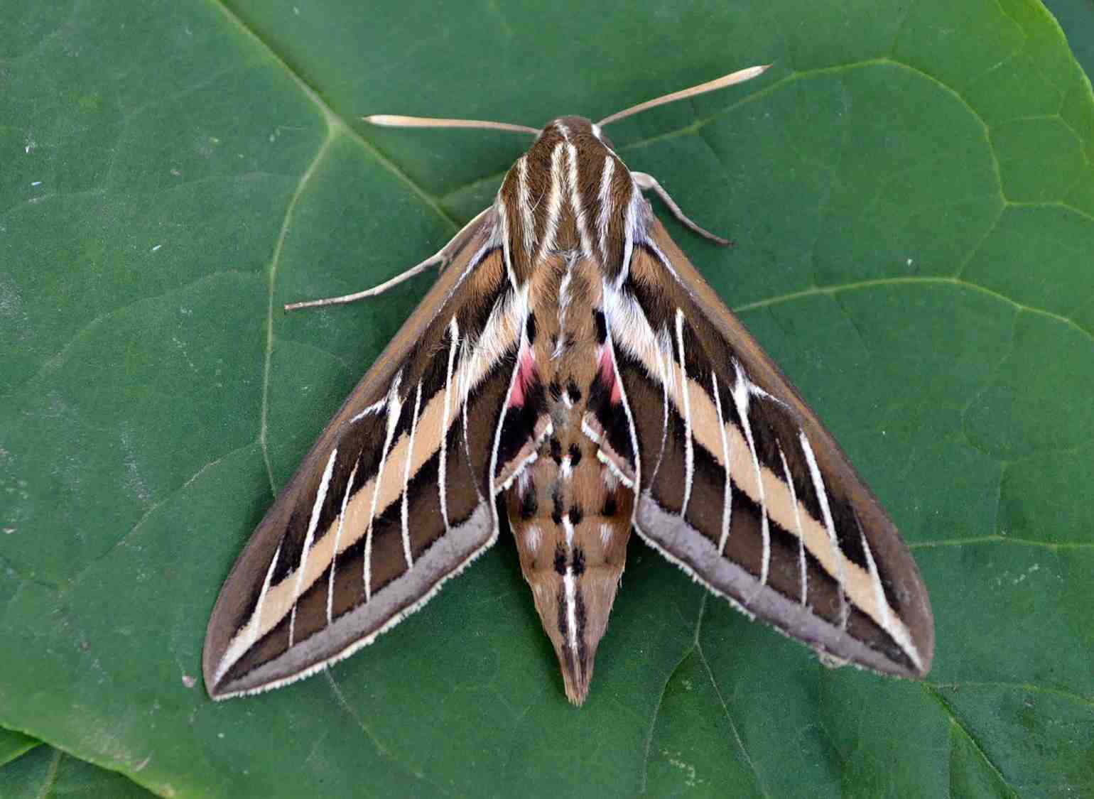 sphinx moth symbolism