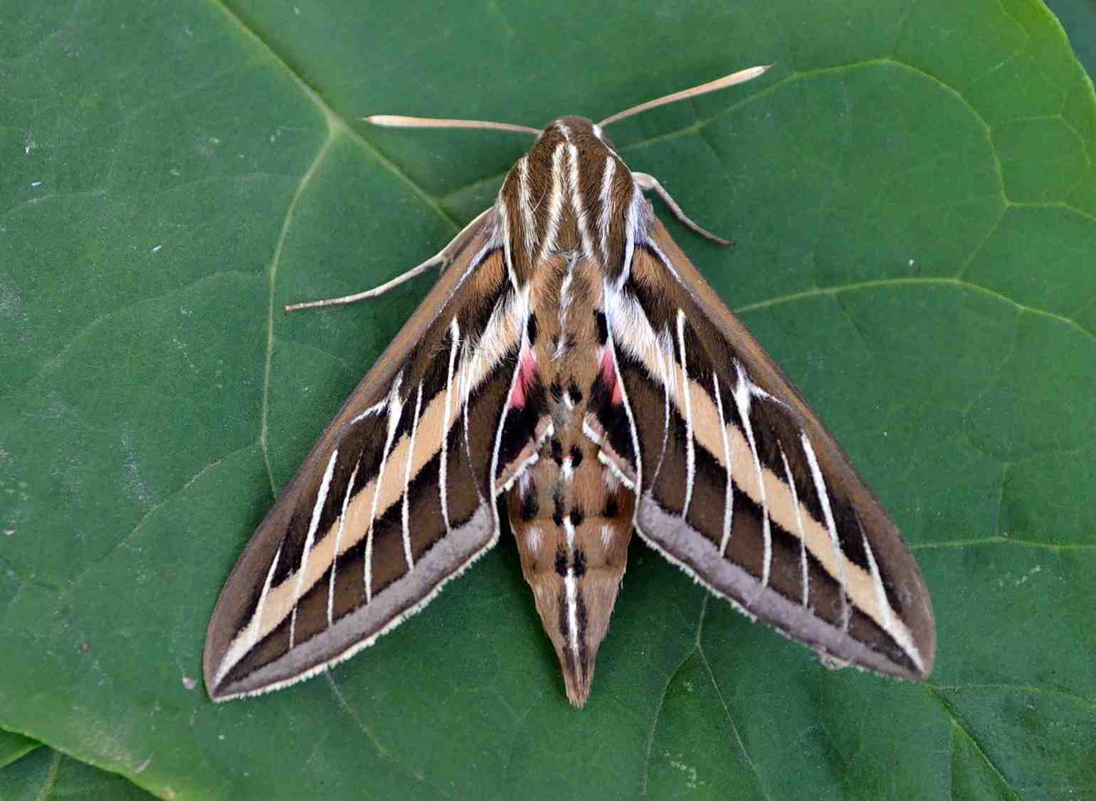 sphinx moth wisconsin moths big deceptive summer wiscontext lined