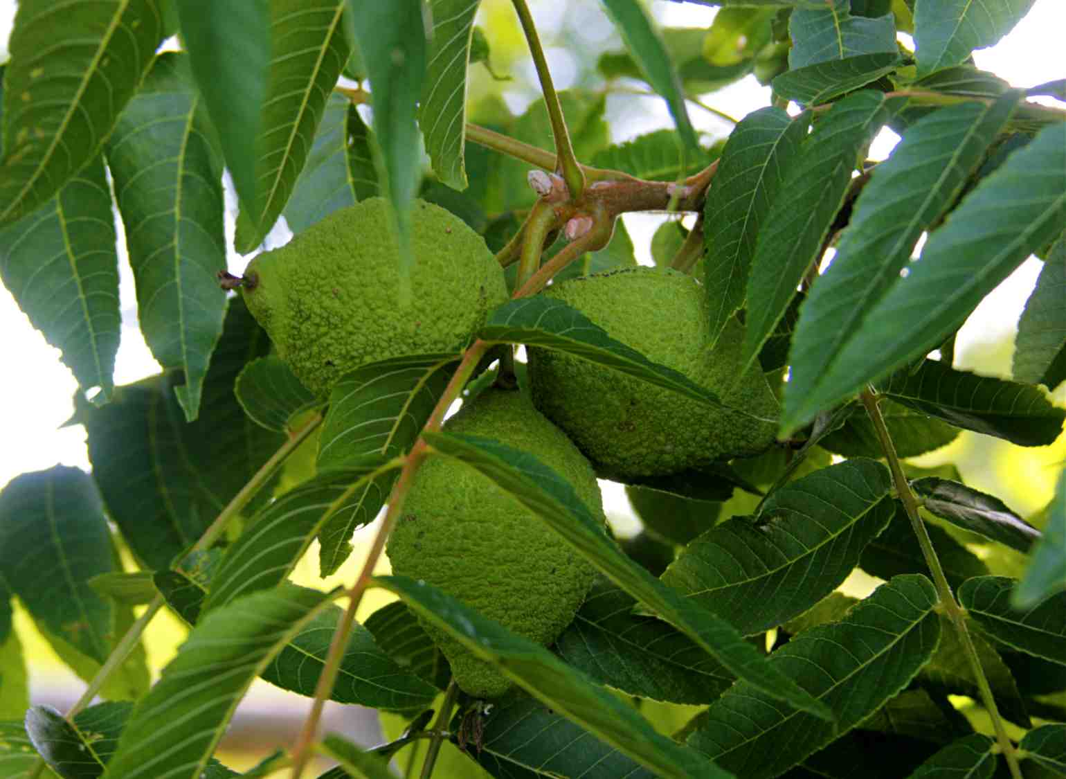Южный орех дерево