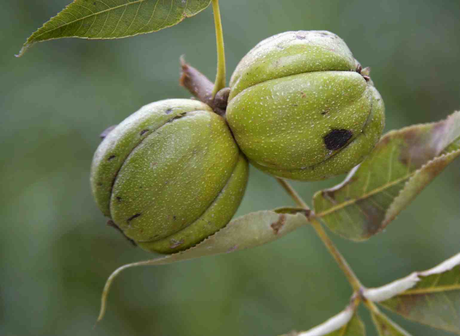 How To Harvest And Process Wisconsin's Edible Tree Nuts | WisContext