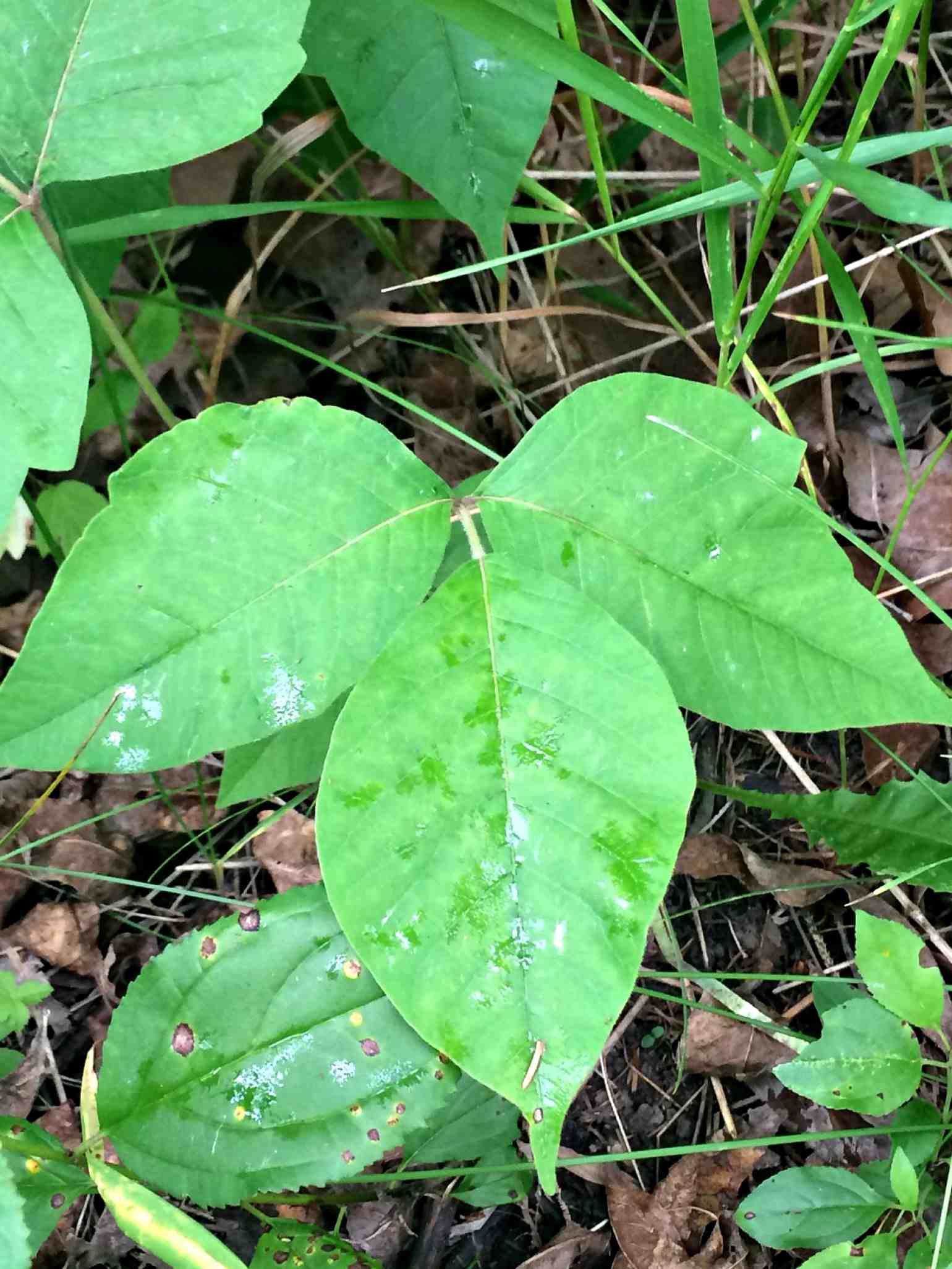 Poison Ivy – Wisconsin Horticulture