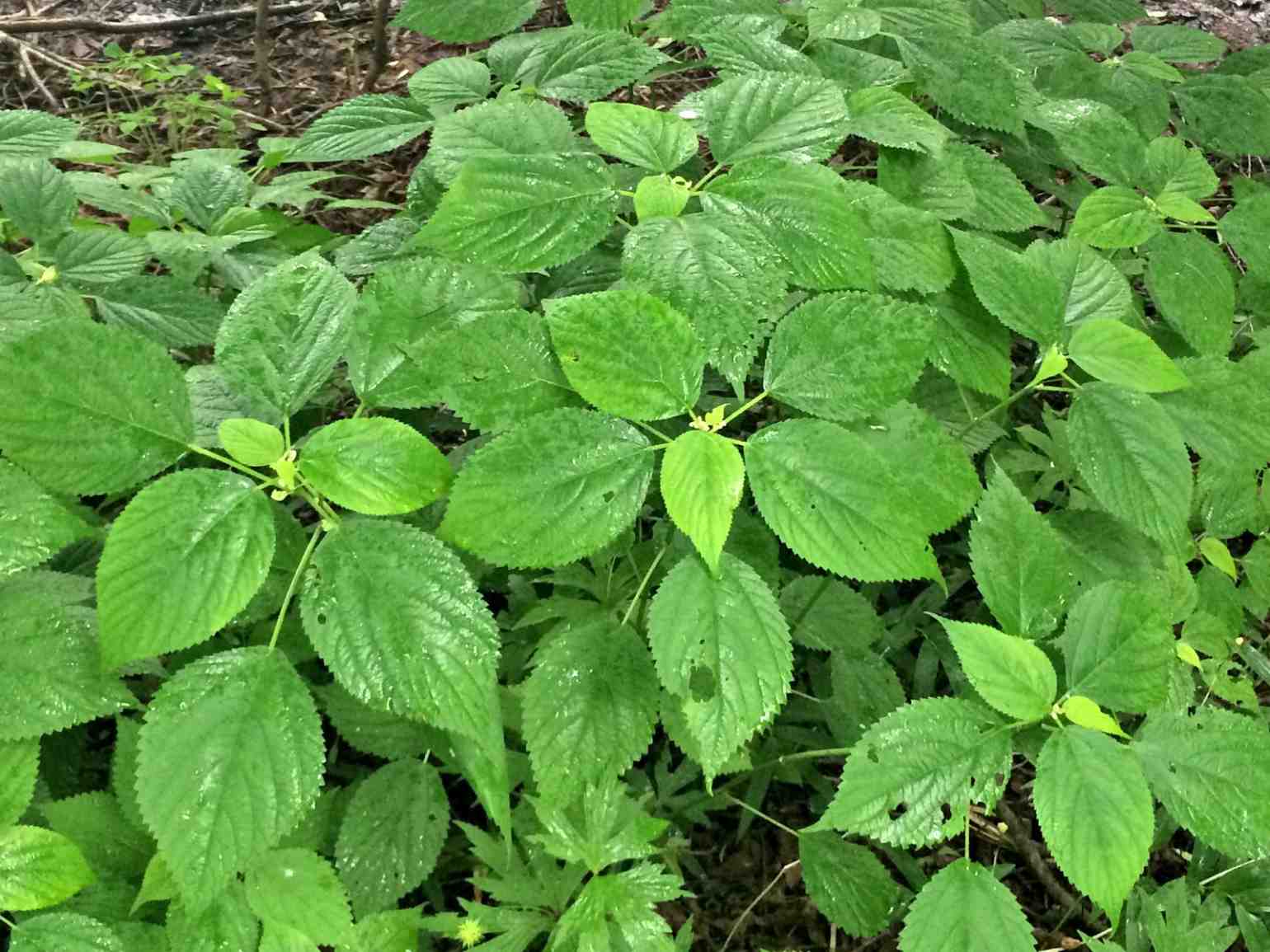 Poison Ivy – Wisconsin Horticulture