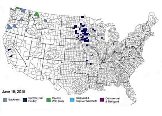 Avian flu impacts in the U.S.