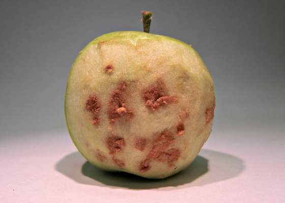 Apple showing brown marmorated stink bug damage