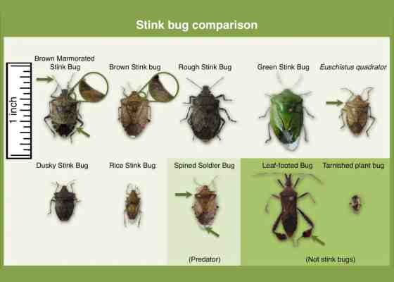 Comparison of stink bug species