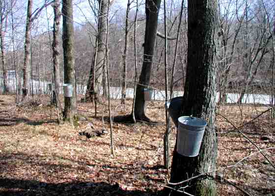 Maple syrup harvest in Wisconsin