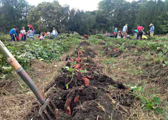 Dane County Sweet Potato Project