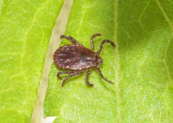 Series: Tick-Borne Diseases In Wisconsin | WisContext