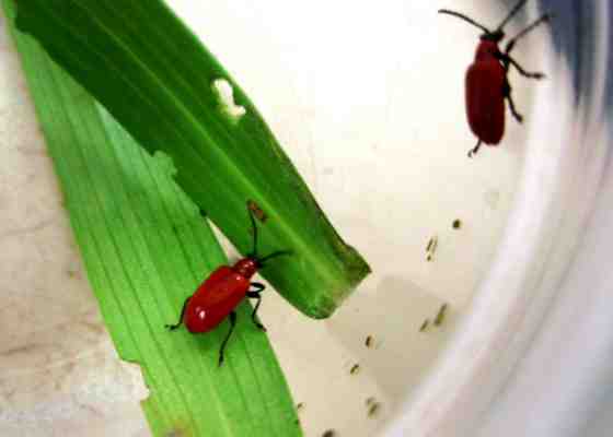 Adult lily leaf beetles