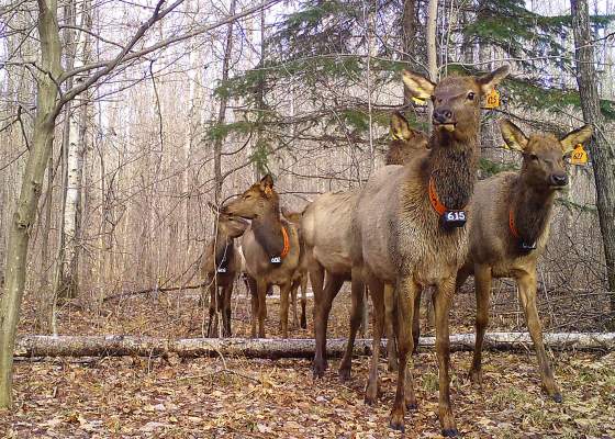 Series: Chronic Wasting Disease In Wisconsin's Deer | WisContext